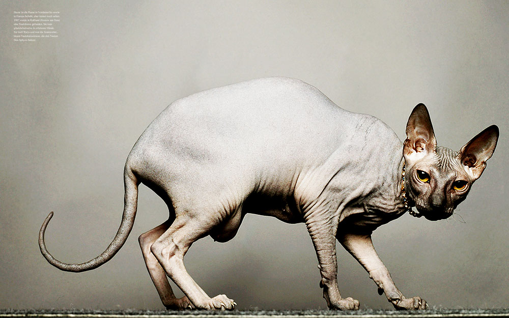 2/7 Photographer Daniel Gieseke shows a jewellery series with sphynx cats. Location in Hannover