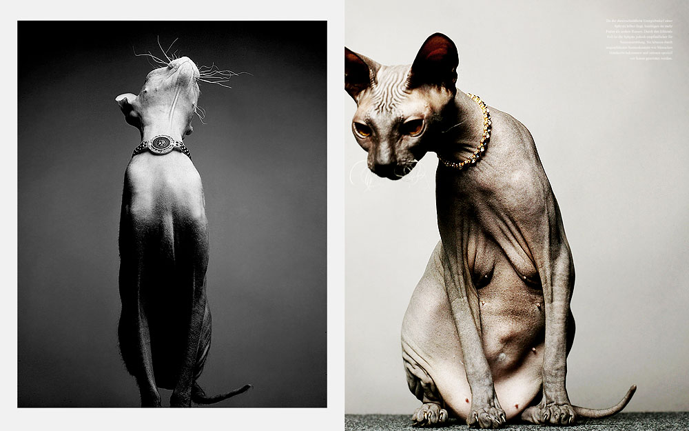3/7 Photographer Daniel Gieseke shows a jewellery series with sphynx cats. Location in Hannover