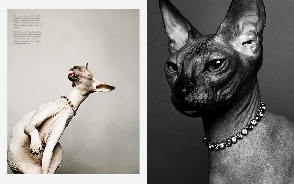 5/7 Photographer Daniel Gieseke shows a jewellery series with sphynx cats. Location in Hannover